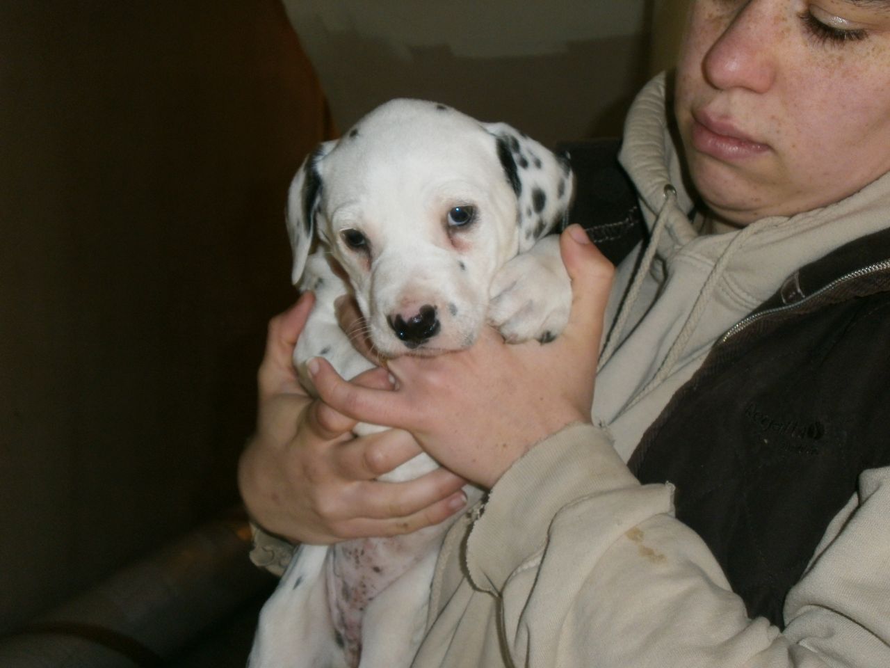 Kennel Club había registrado cachorros dálmatas