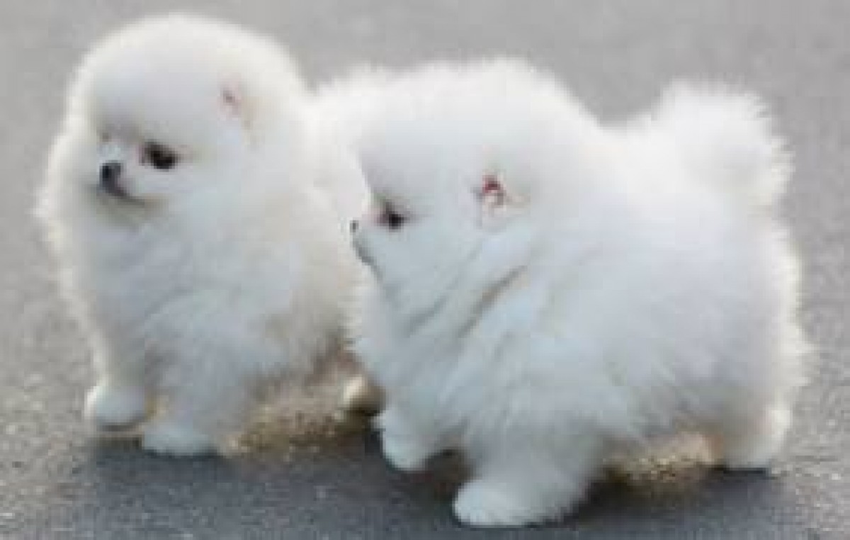 perritos de Pomeranian