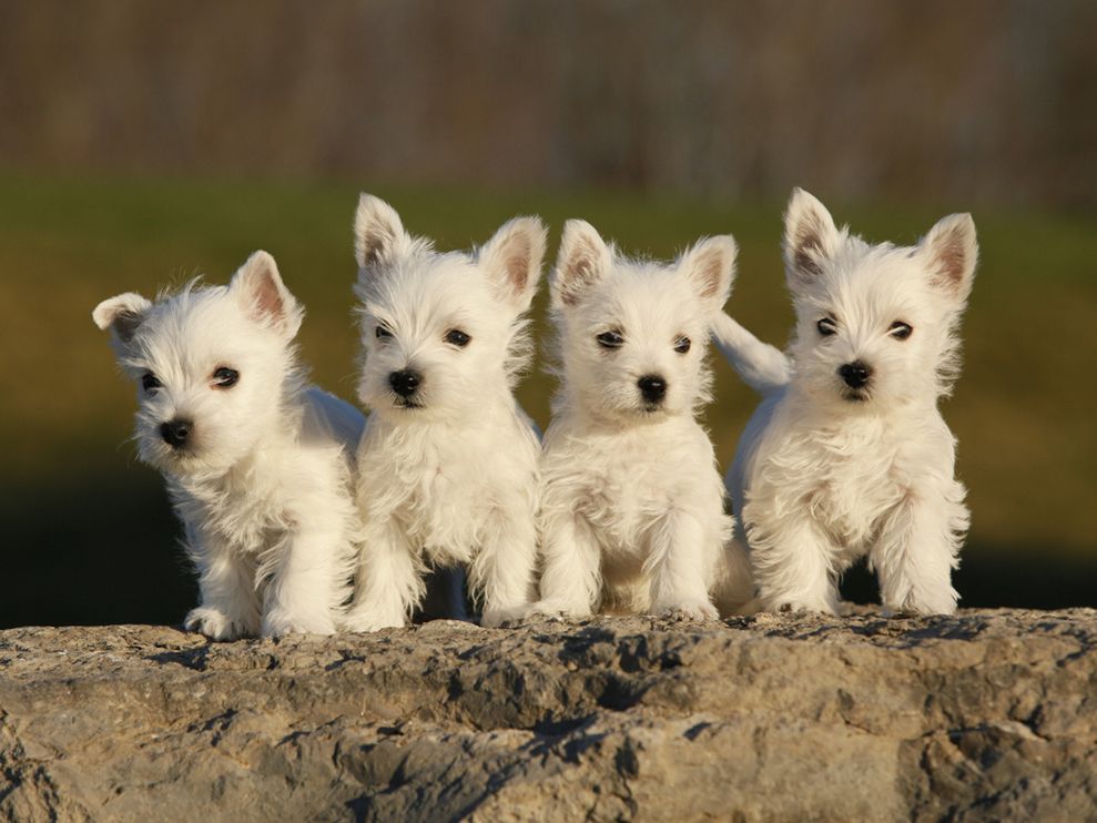 
Precio West highland white terrier...........<strong>$22,000.00</strong> <br><br>


100% pura raza, registrados todos los papeles en regla se envian a cualquier parte de la Republica.<br><br> 

<li>Contrato de compraventa<br><br></li>


<li>Seguro de vida gratuito por escrito de 5 años que cubre muerte en caso de cuestiones virales</li>
<br><br>

<li>Garantía de Pureza Racial<br><br></li>

<li>Certificado de registro inicial que extiende la Federación Canófila Mexicana donde los cachorros se entregan con tatuaje y microchip</li>

