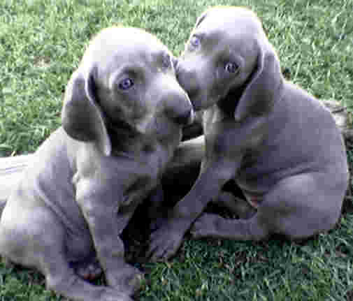 Pedigree perro Weimaraner