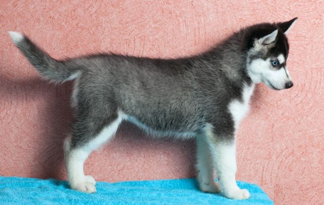 
Precio Siberian husky...........<strong>            $18,500.00  A  $22,000.00  (dependiendo del color)</strong> <br><br>


100% pura raza, registrados todos los papeles en regla se envian a cualquier parte de la Republica.<br><br> 

<li>Contrato de compraventa<br><br></li>


<li>Seguro de vida gratuito por escrito de 5 años que cubre muerte en caso de cuestiones virales</li>
<br><br>

<li>Garantía de Pureza Racial<br><br></li>

<li>Certificado de registro inicial que extiende la Federación Canófila Mexicana donde los cachorros se entregan con tatuaje y microchip</li>

