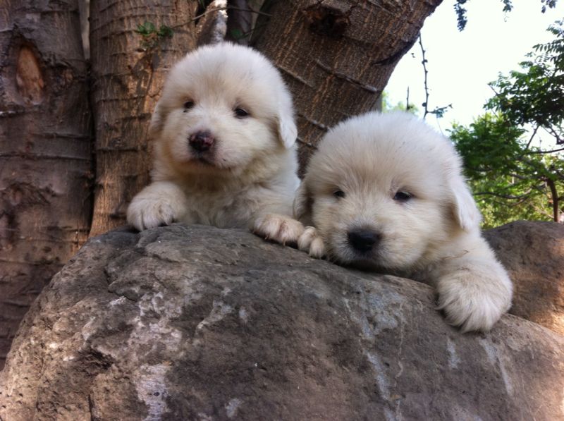 Buenos días.
<br>Te ofrecemos estos preciosos y excelentes cachorros de la magnífica raza gigante de los pirineos. Son totalmente blancos.
<br>Machos y hembras.
<br>Esta es una de las mejores y más bellas razas que existen.
<br>Combinan la nobleza familiar con la protección de la familia. La belleza inigualable con su imponente tamaño.
<br>Estos cachorros han sido criados en un ambiente familiar en un rancho.
<br>Experiencia y calidad nos respaldan.
<br>Las fotos hablan por sí mismas.
<br>Para tu completa tranquilidad los cachorros se entregan con garantía de pureza racial de por vida y garantía de vida por 3 meses.
<br>Realizamos envíos a toda la Republica Mexicana. Tenemos una gran experiencia en los envíos, y lo hacemos todo con la mayor calidad posible.
<br>Nuestro deseo es que puedas disfrutar al máximo a tu cachorro, ya que será parte de tu vida. Será más que un amigo...
<br>Estamos a tus órdenes al número telefónico que aparece en la pantalla. Si llamas desde otro estado, para mandar un SMS, o para mandar un Whatsapp añade la clave LADA de la ciudad de México 01 (55) 18-01-01-18