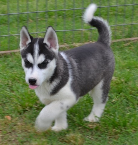
Precio Siberian husky...........<strong>            $18,500.00  A  $22,000.00  (dependiendo del color)</strong> <br><br>


100% pura raza, registrados todos los papeles en regla se envian a cualquier parte de la Republica.<br><br> 

<li>Contrato de compraventa<br><br></li>


<li>Seguro de vida gratuito por escrito de 5 años que cubre muerte en caso de cuestiones virales</li>
<br><br>

<li>Garantía de Pureza Racial<br><br></li>

<li>Certificado de registro inicial que extiende la Federación Canófila Mexicana donde los cachorros se entregan con tatuaje y microchip</li>

