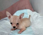 Hermosos cachorritos chihuahua hembrá y macho 
<br>Tiene dos meses de edad vacunados y desparsitados 
<br>Son cabesita de manzana 