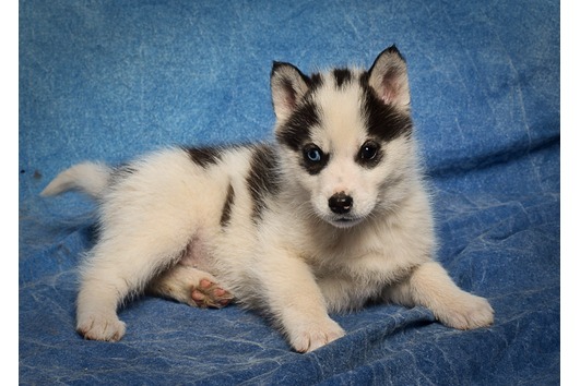 
Precio Siberian husky...........<strong>            $18,500.00  A  $22,000.00  (dependiendo del color)</strong> <br><br>


100% pura raza, registrados todos los papeles en regla se envian a cualquier parte de la Republica.<br><br> 

<li>Contrato de compraventa<br><br></li>


<li>Seguro de vida gratuito por escrito de 5 años que cubre muerte en caso de cuestiones virales</li>
<br><br>

<li>Garantía de Pureza Racial<br><br></li>

<li>Certificado de registro inicial que extiende la Federación Canófila Mexicana donde los cachorros se entregan con tatuaje y microchip</li>

