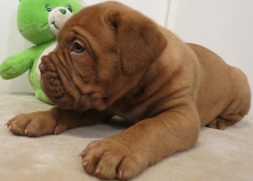 dogue  de bordaux cachorros para la venta