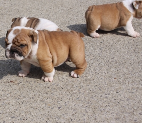
Precio Bulldog...........<strong>   $35,000.00  A   $60,000.00    (dependiendo la calidad)</strong> <br><br>


100% pura raza, registrados todos los papeles en regla se envian a cualquier parte de la Republica.<br><br> 

<li>Contrato de compraventa<br><br></li>


<li>Seguro de vida gratuito por escrito de 5 años que cubre muerte en caso de cuestiones virales</li>
<br><br>

<li>Garantía de Pureza Racial<br><br></li>

<li>Certificado de registro inicial que extiende la Federación Canófila Mexicana donde los cachorros se entregan con tatuaje y microchip</li>

