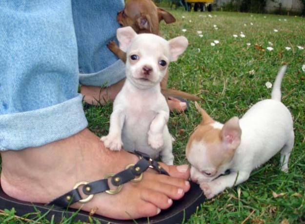 
Precio Chihuahua...........<strong>     $16,500.00  A   $20,000.00    (dependiendo del tamaño y color)</strong> <br><br>


100% pura raza, registrados todos los papeles en regla se envian a cualquier parte de la Republica.<br><br> 

<li>Contrato de compraventa<br><br></li>


<li>Seguro de vida gratuito por escrito de 5 años que cubre muerte en caso de cuestiones virales</li>
<br><br>

<li>Garantía de Pureza Racial<br><br></li>

<li>Certificado de registro inicial que extiende la Federación Canófila Mexicana donde los cachorros se entregan con tatuaje y microchip</li>

