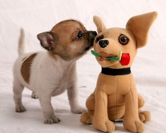 
Precio Chihuahua...........<strong>     $16,500.00  A   $20,000.00    (dependiendo del tamaño y color)</strong> <br><br>


100% pura raza, registrados todos los papeles en regla se envian a cualquier parte de la Republica.<br><br> 

<li>Contrato de compraventa<br><br></li>


<li>Seguro de vida gratuito por escrito de 5 años que cubre muerte en caso de cuestiones virales</li>
<br><br>

<li>Garantía de Pureza Racial<br><br></li>

<li>Certificado de registro inicial que extiende la Federación Canófila Mexicana donde los cachorros se entregan con tatuaje y microchip</li>

