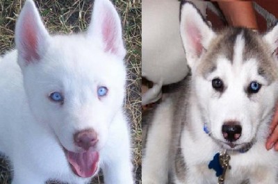 
Precio Siberian husky...........<strong>            $18,500.00  A  $22,000.00  (dependiendo del color)</strong> <br><br>


100% pura raza, registrados todos los papeles en regla se envian a cualquier parte de la Republica.<br><br> 

<li>Contrato de compraventa<br><br></li>


<li>Seguro de vida gratuito por escrito de 5 años que cubre muerte en caso de cuestiones virales</li>
<br><br>

<li>Garantía de Pureza Racial<br><br></li>

<li>Certificado de registro inicial que extiende la Federación Canófila Mexicana donde los cachorros se entregan con tatuaje y microchip</li>

