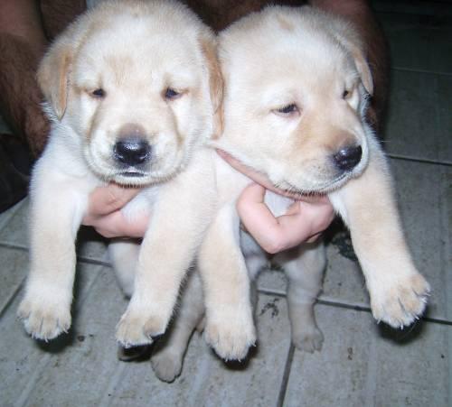 
Precio Labrador Retriever...........<strong>$16,500.00  A   $20,000.00    (dependiendo del color)</strong> <br><br>


100% pura raza, registrados todos los papeles en regla se envian a cualquier parte de la Republica.<br><br> 

<li>Contrato de compraventa<br><br></li>


<li>Seguro de vida gratuito por escrito de 5 años que cubre muerte en caso de cuestiones virales</li>
<br><br>

<li>Garantía de Pureza Racial<br><br></li>

<li>Certificado de registro inicial que extiende la Federación Canófila Mexicana donde los cachorros se entregan con tatuaje y microchip</li>

