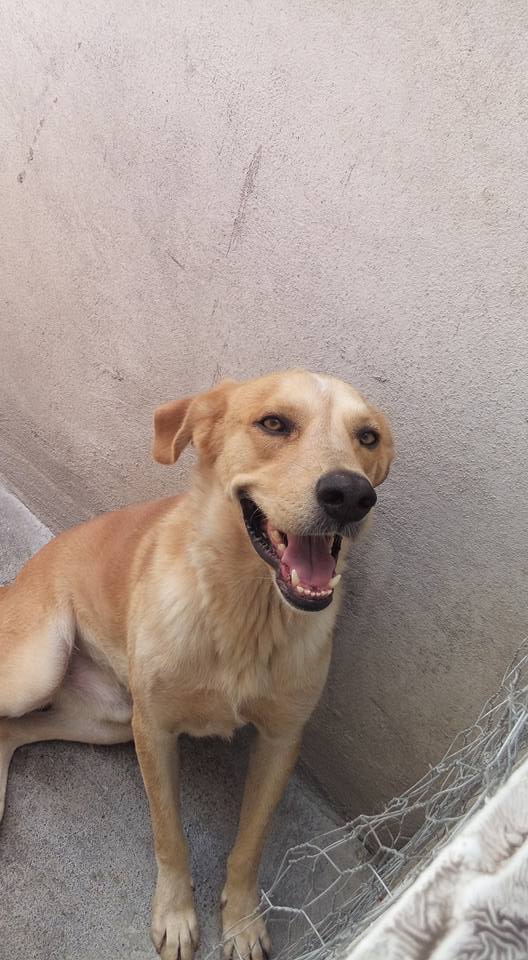 Labrador en adopción