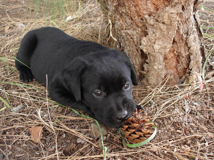 
Precio Labrador Retriever...........<strong>$16,500.00  A   $20,000.00    (dependiendo del color)</strong> <br><br>


100% pura raza, registrados todos los papeles en regla se envian a cualquier parte de la Republica.<br><br> 

<li>Contrato de compraventa<br><br></li>


<li>Seguro de vida gratuito por escrito de 5 años que cubre muerte en caso de cuestiones virales</li>
<br><br>

<li>Garantía de Pureza Racial<br><br></li>

<li>Certificado de registro inicial que extiende la Federación Canófila Mexicana donde los cachorros se entregan con tatuaje y microchip</li>

