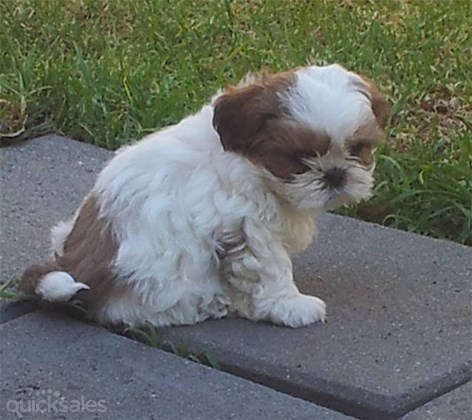 
Precio Shih Tzu...........<strong>          $22,000.00</strong> <br><br>


100% pura raza, registrados todos los papeles en regla se envian a cualquier parte de la Republica.<br><br> 

<li>Contrato de compraventa<br><br></li>


<li>Seguro de vida gratuito por escrito de 5 años que cubre muerte en caso de cuestiones virales</li>
<br><br>

<li>Garantía de Pureza Racial<br><br></li>

<li>Certificado de registro inicial que extiende la Federación Canófila Mexicana donde los cachorros se entregan con tatuaje y microchip</li>

