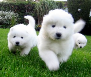 
Precio Samoyedo...........<strong>$35,000.00</strong> <br><br>


100% pura raza, registrados todos los papeles en regla se envian a cualquier parte de la Republica.<br><br> 

<li>Contrato de compraventa<br><br></li>


<li>Seguro de vida gratuito por escrito de 5 años que cubre muerte en caso de cuestiones virales</li>
<br><br>

<li>Garantía de Pureza Racial<br><br></li>

<li>Certificado de registro inicial que extiende la Federación Canófila Mexicana donde los cachorros se entregan con tatuaje y microchip</li>

