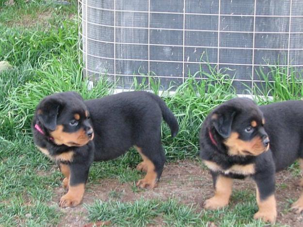 
Precio Rottweiler...........<strong>   $18,000.00</strong> <br><br>


100% pura raza, registrados todos los papeles en regla se envian a cualquier parte de la Republica.<br><br> 

<li>Contrato de compraventa<br><br></li>


<li>Seguro de vida gratuito por escrito de 5 años que cubre muerte en caso de cuestiones virales</li>
<br><br>

<li>Garantía de Pureza Racial<br><br></li>

<li>Certificado de registro inicial que extiende la Federación Canófila Mexicana donde los cachorros se entregan con tatuaje y microchip</li>

