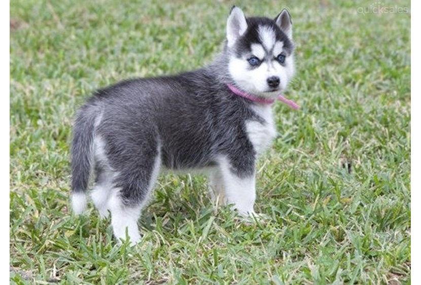 
Precio Siberian husky...........<strong>            $18,500.00  A  $22,000.00  (dependiendo del color)</strong> <br><br>


100% pura raza, registrados todos los papeles en regla se envian a cualquier parte de la Republica.<br><br> 

<li>Contrato de compraventa<br><br></li>


<li>Seguro de vida gratuito por escrito de 5 años que cubre muerte en caso de cuestiones virales</li>
<br><br>

<li>Garantía de Pureza Racial<br><br></li>

<li>Certificado de registro inicial que extiende la Federación Canófila Mexicana donde los cachorros se entregan con tatuaje y microchip</li>

