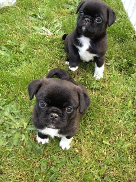 Cachorros Japanes Chin pequeño perfectos
<br>Nos especializamos en el muy Popular pequeño panes Chinalias conocido como pequeño tipo Jack Russell. Estos cachorros están sanos leal y dulce y ha tenido el mejor comienzo en la vida con disparos, veterinario registros, eliminación de parásitos y de calidad alimentaria. Busco de buena familia para ellos ya están listos para ir. Son muy socializados como yo no soy un criador de volumen y tienen un montón de tiempo para pasar con them.send e-mails con fotos.