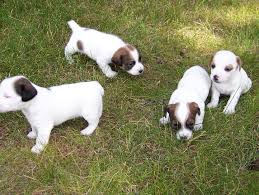 Cachorros Jack Russell Terrier pequeño perfectos