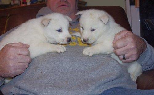 
Precio Siberian husky...........<strong>            $18,500.00  A  $22,000.00  (dependiendo del color)</strong> <br><br>


100% pura raza, registrados todos los papeles en regla se envian a cualquier parte de la Republica.<br><br> 

<li>Contrato de compraventa<br><br></li>


<li>Seguro de vida gratuito por escrito de 5 años que cubre muerte en caso de cuestiones virales</li>
<br><br>

<li>Garantía de Pureza Racial<br><br></li>

<li>Certificado de registro inicial que extiende la Federación Canófila Mexicana donde los cachorros se entregan con tatuaje y microchip</li>


