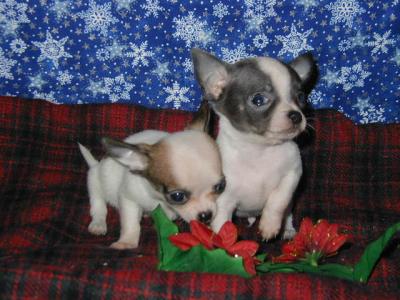 
Precio Chihuahua...........<strong>     $16,500.00  A   $20,000.00    (dependiendo del tamaño y color)</strong> <br><br>


100% pura raza, registrados todos los papeles en regla se envian a cualquier parte de la Republica.<br><br> 

<li>Contrato de compraventa<br><br></li>


<li>Seguro de vida gratuito por escrito de 5 años que cubre muerte en caso de cuestiones virales</li>
<br><br>

<li>Garantía de Pureza Racial<br><br></li>

<li>Certificado de registro inicial que extiende la Federación Canófila Mexicana donde los cachorros se entregan con tatuaje y microchip</li>

