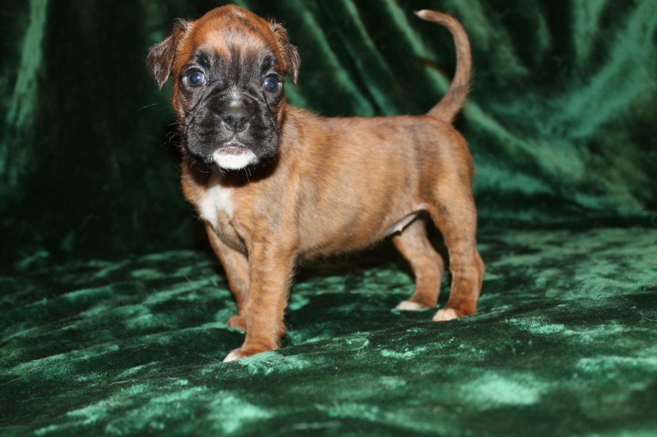 
Precio Boxer...........<strong> $16,500.00</strong> <br><br>


100% pura raza, registrados todos los papeles en regla se envian a cualquier parte de la Republica.<br><br> 

<li>Contrato de compraventa<br><br></li>


<li>Seguro de vida gratuito por escrito de 5 años que cubre muerte en caso de cuestiones virales</li>
<br><br>

<li>Garantía de Pureza Racial<br><br></li>

<li>Certificado de registro inicial que extiende la Federación Canófila Mexicana donde los cachorros se entregan con tatuaje y microchip</li>

