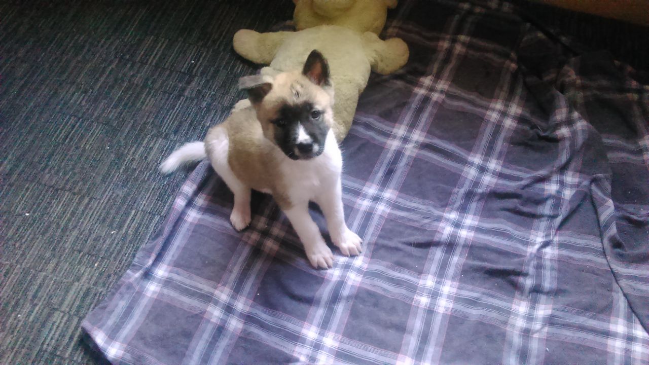 la izquierda 6 akitas hermosos cachorros 3 chicas 3 chicos. Buenas casas sólo usted no será decepcionado.