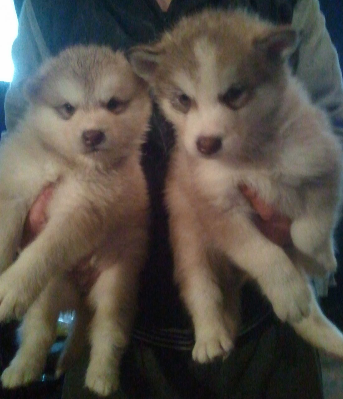  Venta de perros Alaskan Malamute