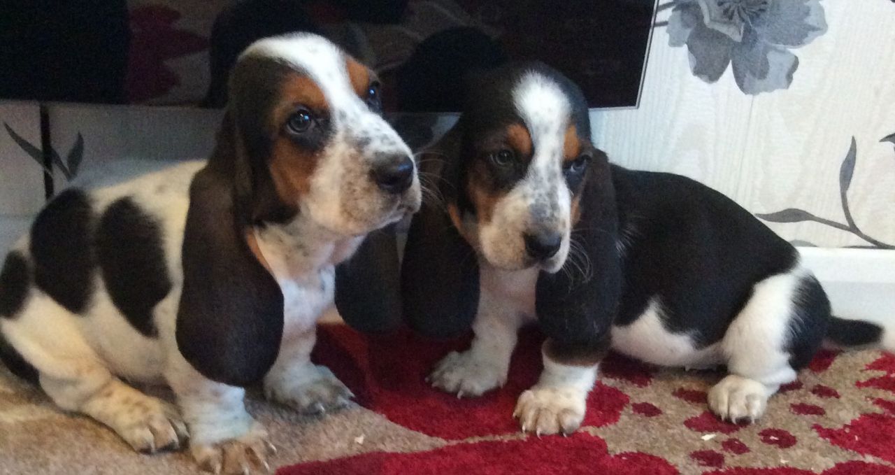 Comprar Cachorros Basset hound 100% pura raza