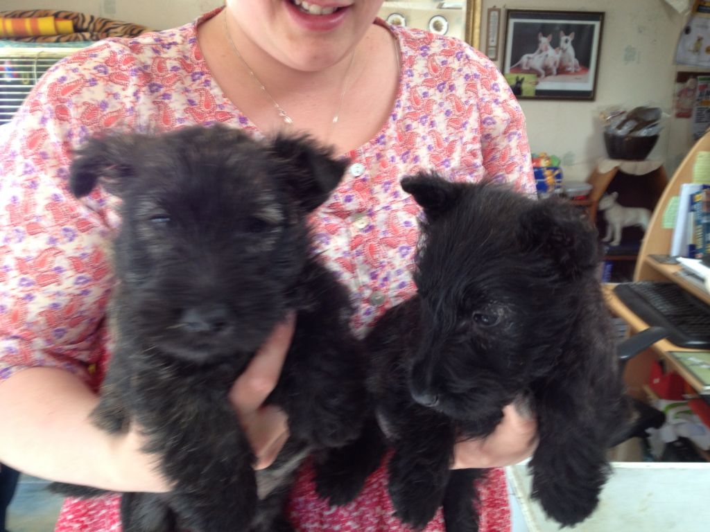 
Precio Scottish terrier...........<strong>       $18,000.00</strong> <br><br>


100% pura raza, registrados todos los papeles en regla se envian a cualquier parte de la Republica.<br><br> 

<li>Contrato de compraventa<br><br></li>


<li>Seguro de vida gratuito por escrito de 5 años que cubre muerte en caso de cuestiones virales</li>
<br><br>

<li>Garantía de Pureza Racial<br><br></li>

<li>Certificado de registro inicial que extiende la Federación Canófila Mexicana donde los cachorros se entregan con tatuaje y microchip</li>

