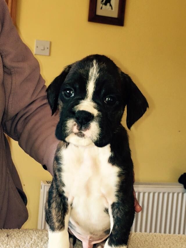 Cachorros de Boxer de calidad superior