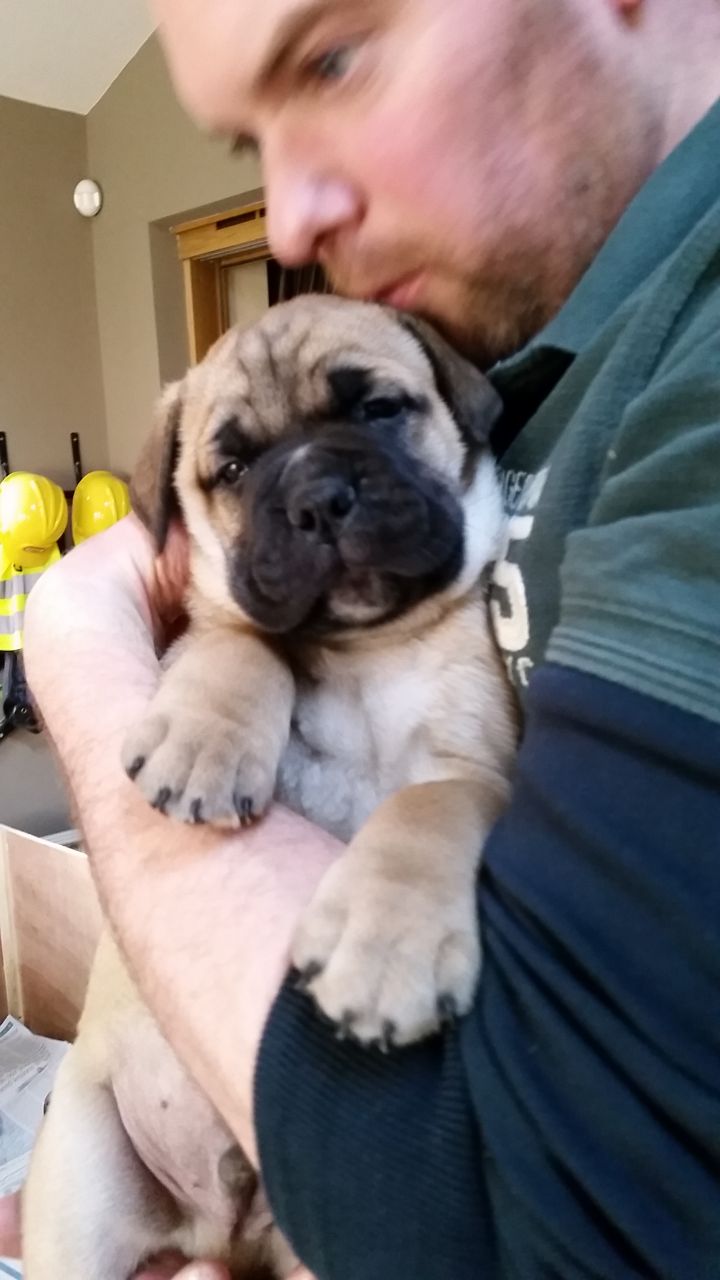 Cachorros de bullmastiff calidad excepcional pedigrí completo disponible-ambos son mascotas de la familia así que pueden ser vistos. Bien criado en casa de familia con niños pequeños y otro perro, socializar, manipulado y utilizado para el ajetreo y el bullicio de la vida familiar. Ya muestra gran potencial. Rojo y tigrados. Ambos padres k.c. registrado y le dará copia de kc documentación para los padres, vendrá con seguro de 4 semanas, 1 º vacuna, microchip, pedigrí de 5 generaciones, completamente desparasitados, dieta y hoja de dieta y una vida de apoyo.