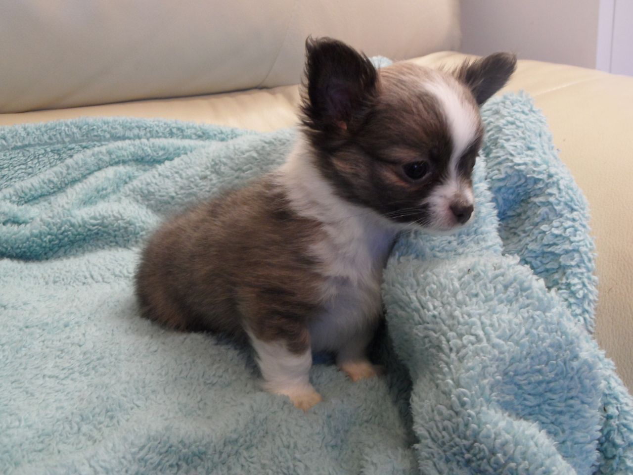 Perrito Chihuahua macho para la venta