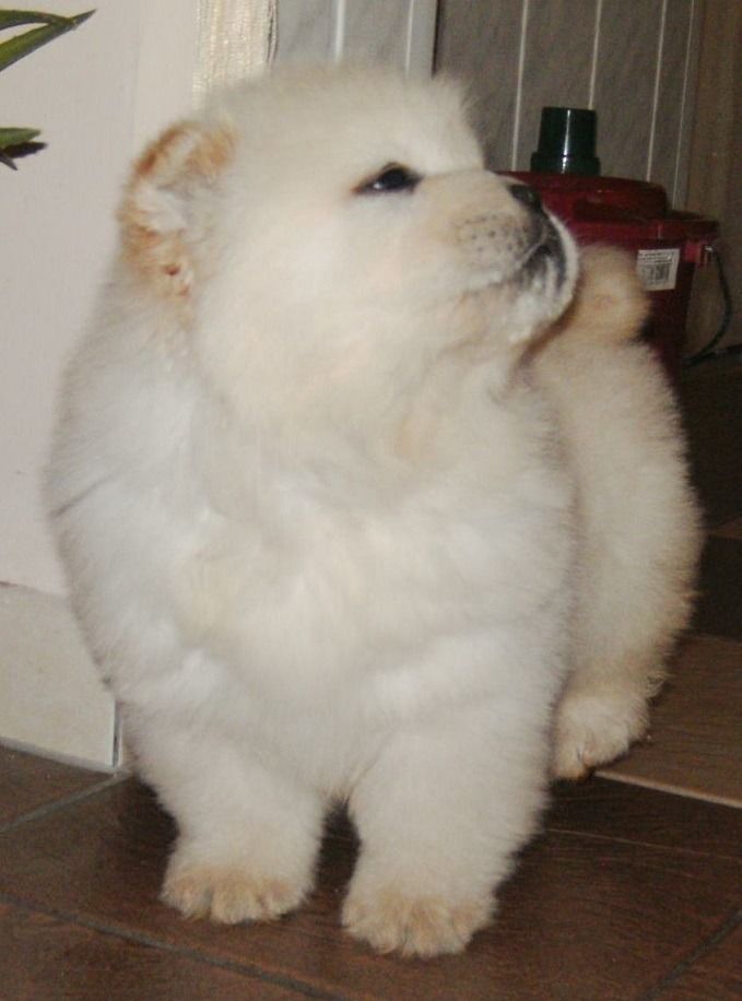 
Precio Chow Chow...........<strong>       $20,500.00  A   $33,000.00    (dependiendo del tamaño y color)</strong> <br><br>


100% pura raza, registrados todos los papeles en regla se envian a cualquier parte de la Republica.<br><br> 

<li>Contrato de compraventa<br><br></li>


<li>Seguro de vida gratuito por escrito de 5 años que cubre muerte en caso de cuestiones virales</li>
<br><br>

<li>Garantía de Pureza Racial<br><br></li>

<li>Certificado de registro inicial que extiende la Federación Canófila Mexicana donde los cachorros se entregan con tatuaje y microchip</li>

