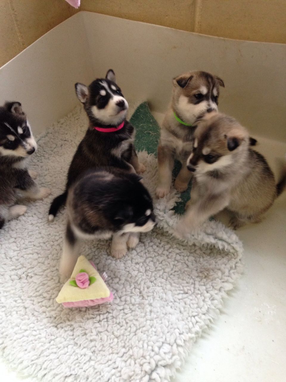 
Precio Siberian husky...........<strong>            $18,500.00  A  $22,000.00  (dependiendo del color)</strong> <br><br>


100% pura raza, registrados todos los papeles en regla se envian a cualquier parte de la Republica.<br><br> 

<li>Contrato de compraventa<br><br></li>


<li>Seguro de vida gratuito por escrito de 5 años que cubre muerte en caso de cuestiones virales</li>
<br><br>

<li>Garantía de Pureza Racial<br><br></li>

<li>Certificado de registro inicial que extiende la Federación Canófila Mexicana donde los cachorros se entregan con tatuaje y microchip</li>

