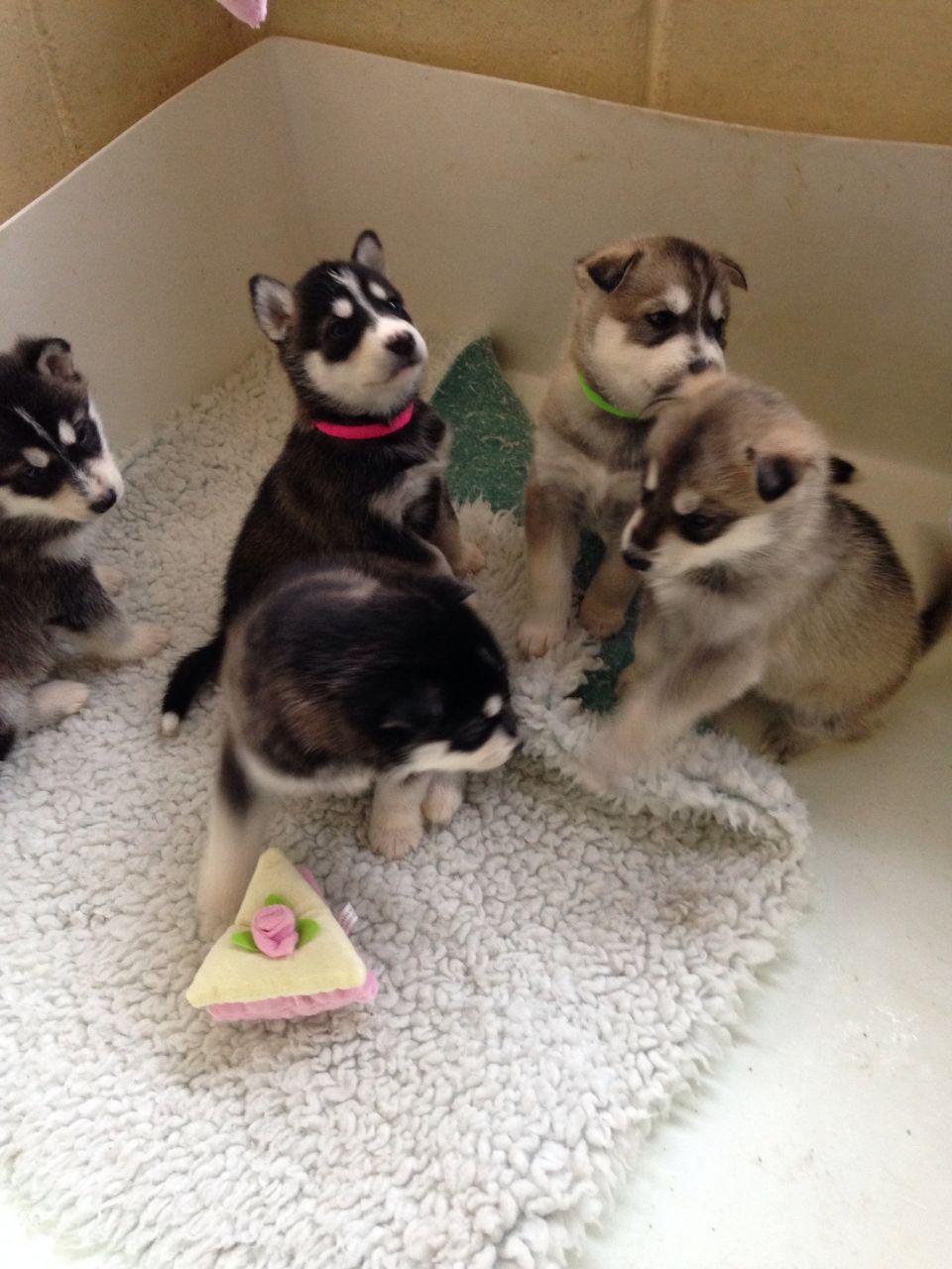 impresionantes cachorros de Husky Siberiano Pedigree ***