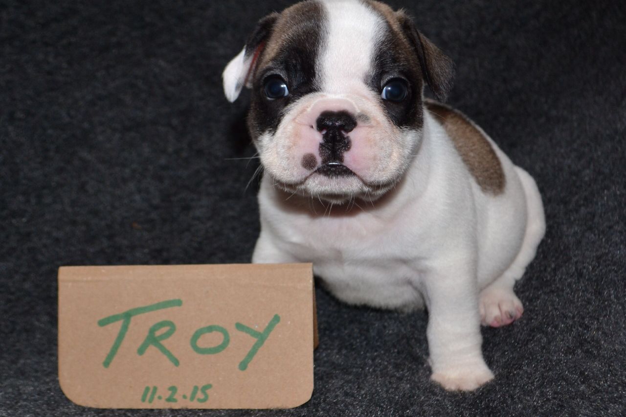 
Precio Bulldog francés...........<strong>   $32,000.00  A   $43,000.00    (dependiendo la calidad)</strong> <br><br>


100% pura raza, registrados todos los papeles en regla se envian a cualquier parte de la Republica.<br><br> 

<li>Contrato de compraventa<br><br></li>


<li>Seguro de vida gratuito por escrito de 5 años que cubre muerte en caso de cuestiones virales</li>
<br><br>

<li>Garantía de Pureza Racial<br><br></li>

<li>Certificado de registro inicial que extiende la Federación Canófila Mexicana donde los cachorros se entregan con tatuaje y microchip</li>

