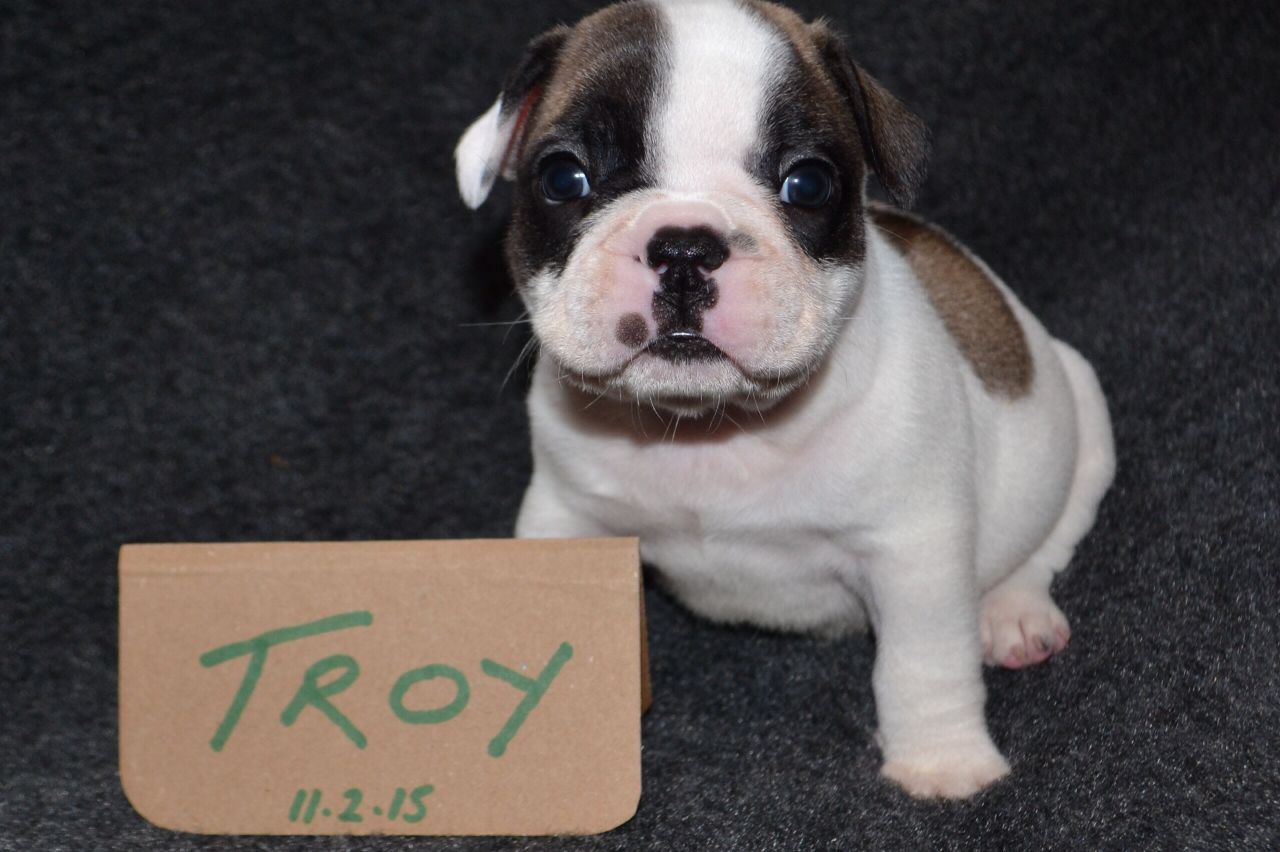 Doble campana Fawn Pied chico bulldog francés