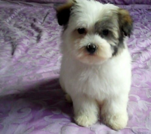 
Precio Bichon Habanero...........<strong> $20,000.00</strong> <br><br>


100% pura raza, registrados todos los papeles en regla se envian a cualquier parte de la Republica.<br><br> 

<li>Contrato de compraventa<br><br></li>


<li>Seguro de vida gratuito por escrito de 5 años que cubre muerte en caso de cuestiones virales</li>
<br><br>

<li>Garantía de Pureza Racial<br><br></li>

<li>Certificado de registro inicial que extiende la Federación Canófila Mexicana donde los cachorros se entregan con tatuaje y microchip</li>

