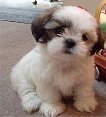 adorable shih tzu cachorros para su aprobación