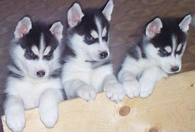
Precio Siberian husky...........<strong>            $18,500.00  A  $22,000.00  (dependiendo del color)</strong> <br><br>


100% pura raza, registrados todos los papeles en regla se envian a cualquier parte de la Republica.<br><br> 

<li>Contrato de compraventa<br><br></li>


<li>Seguro de vida gratuito por escrito de 5 años que cubre muerte en caso de cuestiones virales</li>
<br><br>

<li>Garantía de Pureza Racial<br><br></li>

<li>Certificado de registro inicial que extiende la Federación Canófila Mexicana donde los cachorros se entregan con tatuaje y microchip</li>

