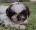 Hermosos Cachorros Shih Tzu!!!
<br>
<br>Son un raza amorosa, juguetona, amigable, cariñosa, inteligente, aprenden fácilmente.
<br>El integrante que falta en tu familia.
<br>
<br>La mamá es la de la foto, tiene 3 años.
<br>
<br>Los alimentamos con croquetas Nupec cachorros razas pequeñas, remojada en agua y en proceso de destete.
<br>
<br>Ya están vacunados y desparasitados.
<br>
<br>La cachorrita es color negro y blanco
<br>El cachorrito es color marrón y blanco
<br>
<br>Cel de contacto: 4428085296
<br>Entregas en punto medio, pueden ver los cachorros sin compromiso.
<br>
<br>