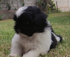 Hermosos Cachorros Shih Tzu!!!
<br>$6500
<br>
<br>Son un raza amorosa, juguetona, amigable, cariñosa, inteligente, aprenden fácilmente.
<br>El integrante que falta en tu familia.
<br>
<br>La mamá es la de la foto, tiene 3 años.
<br>
<br>Los alimentamos con croquetas Nupec cachorros razas pequeñas, remojada en agua y en proceso de destete.
<br>
<br>Ya están vacunados y desparasitados.
<br>
<br>La cachorrita es color negro y blanco
<br>El cachorrito es color marrón y blanco
<br>
<br>Cel de contacto: 4428085296
<br>Entregas en punto medio, pueden ver los cachorros sin compromiso.