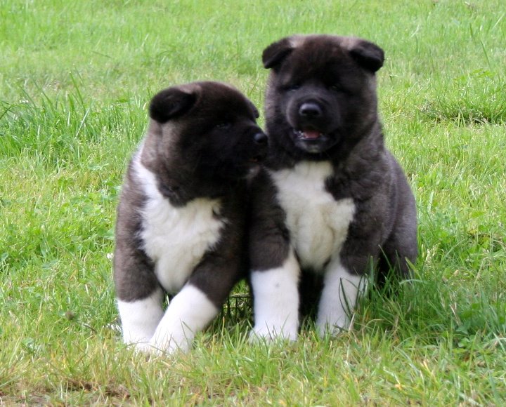 Lindo y bien entrenados cachorros akita inu macho y hembra que se encuentran bajo las vacunas y viene junto con todos sus documentos que buscan satisfacer una nueva familia, póngase en contacto ahora para más información y fotos
<br>
<br>