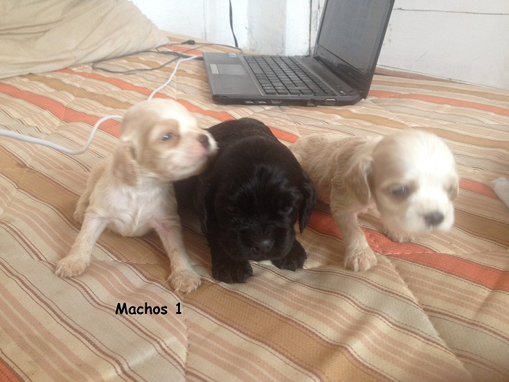 Nueve hermosos cocker spaniel americanos