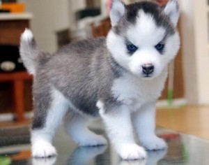 
Precio Siberian husky...........<strong>            $18,500.00  A  $22,000.00  (dependiendo del color)</strong> <br><br>


100% pura raza, registrados todos los papeles en regla se envian a cualquier parte de la Republica.<br><br> 

<li>Contrato de compraventa<br><br></li>


<li>Seguro de vida gratuito por escrito de 5 años que cubre muerte en caso de cuestiones virales</li>
<br><br>

<li>Garantía de Pureza Racial<br><br></li>

<li>Certificado de registro inicial que extiende la Federación Canófila Mexicana donde los cachorros se entregan con tatuaje y microchip</li>

