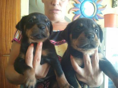 
Precio Rottweiler...........<strong>   $18,000.00</strong> <br><br>


100% pura raza, registrados todos los papeles en regla se envian a cualquier parte de la Republica.<br><br> 

<li>Contrato de compraventa<br><br></li>


<li>Seguro de vida gratuito por escrito de 5 años que cubre muerte en caso de cuestiones virales</li>
<br><br>

<li>Garantía de Pureza Racial<br><br></li>

<li>Certificado de registro inicial que extiende la Federación Canófila Mexicana donde los cachorros se entregan con tatuaje y microchip</li>

