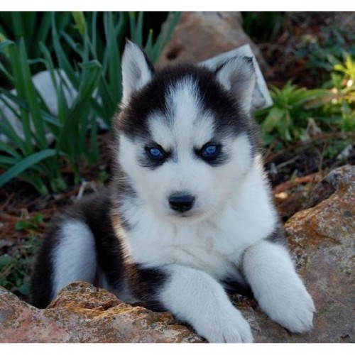 
Precio Siberian husky...........<strong>            $18,500.00  A  $22,000.00  (dependiendo del color)</strong> <br><br>


100% pura raza, registrados todos los papeles en regla se envian a cualquier parte de la Republica.<br><br> 

<li>Contrato de compraventa<br><br></li>


<li>Seguro de vida gratuito por escrito de 5 años que cubre muerte en caso de cuestiones virales</li>
<br><br>

<li>Garantía de Pureza Racial<br><br></li>

<li>Certificado de registro inicial que extiende la Federación Canófila Mexicana donde los cachorros se entregan con tatuaje y microchip</li>

