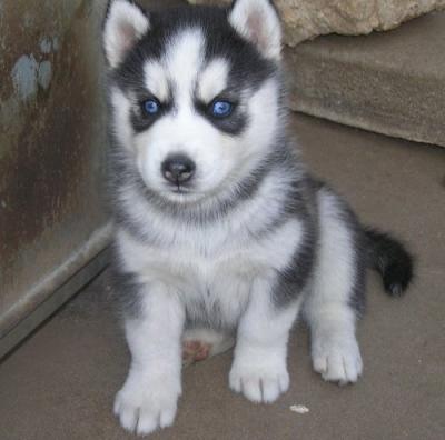 
Precio Siberian husky...........<strong>            $18,500.00  A  $22,000.00  (dependiendo del color)</strong> <br><br>


100% pura raza, registrados todos los papeles en regla se envian a cualquier parte de la Republica.<br><br> 

<li>Contrato de compraventa<br><br></li>


<li>Seguro de vida gratuito por escrito de 5 años que cubre muerte en caso de cuestiones virales</li>
<br><br>

<li>Garantía de Pureza Racial<br><br></li>

<li>Certificado de registro inicial que extiende la Federación Canófila Mexicana donde los cachorros se entregan con tatuaje y microchip</li>

