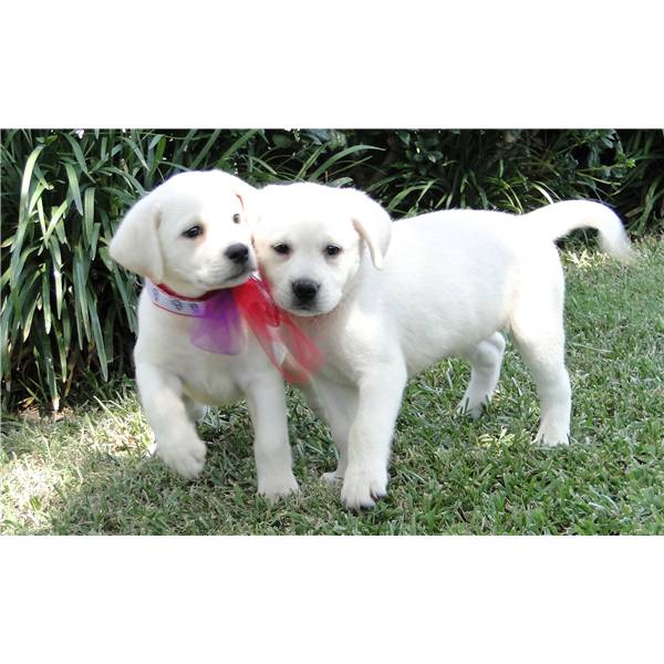 CACHORROS DE LABRADOR EL MEJOR PRECIO